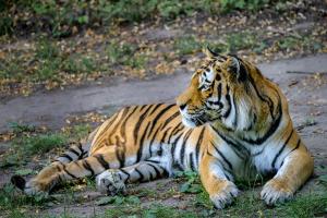 Landau_02_Amur-Tiger
