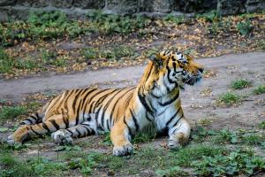 Landau_03_Amur-Tiger