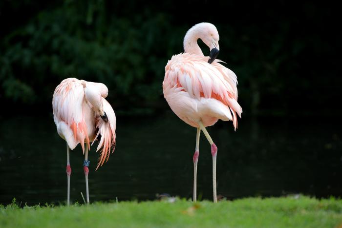 Landau_67_Chile_Flamingo