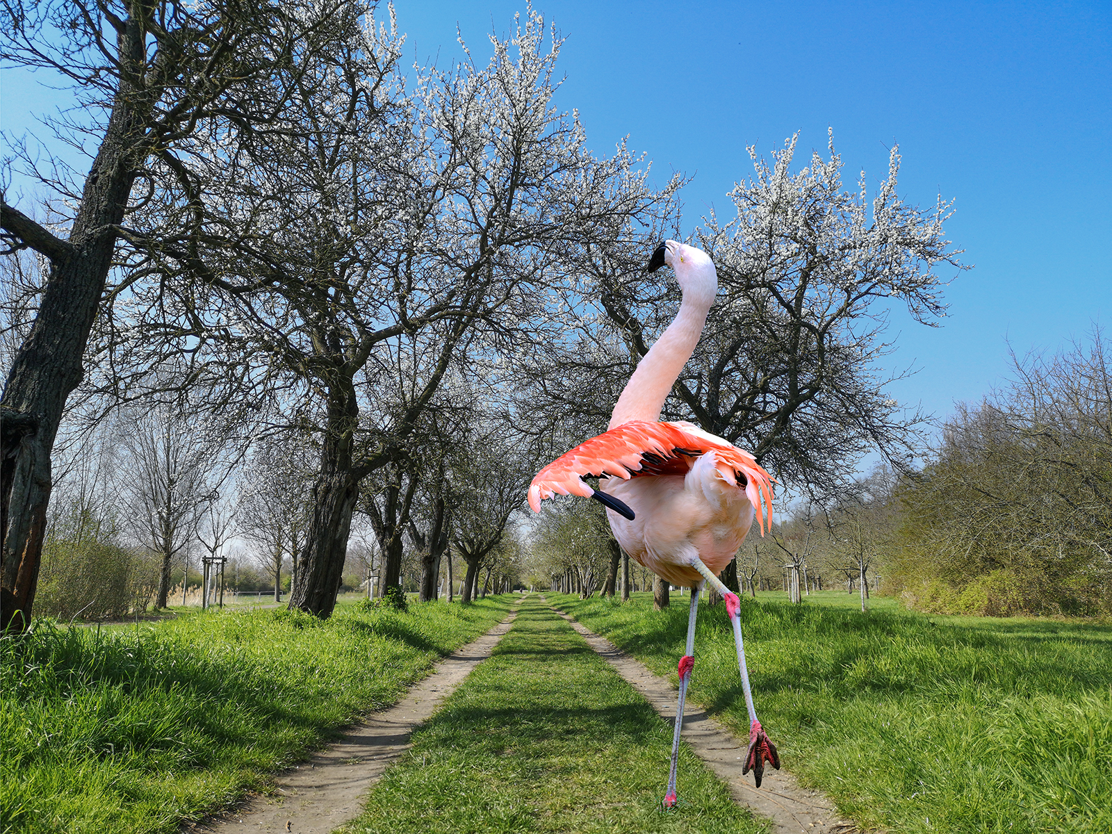 Landau_68_Chile_Flamingo auf Abwegen