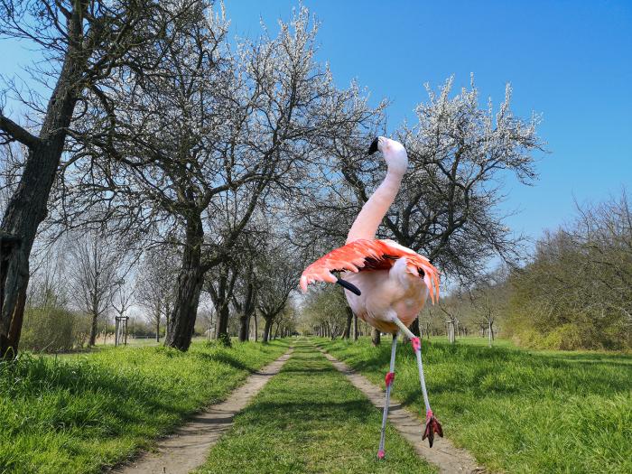 Landau_68_Chile_Flamingo auf Abwegen